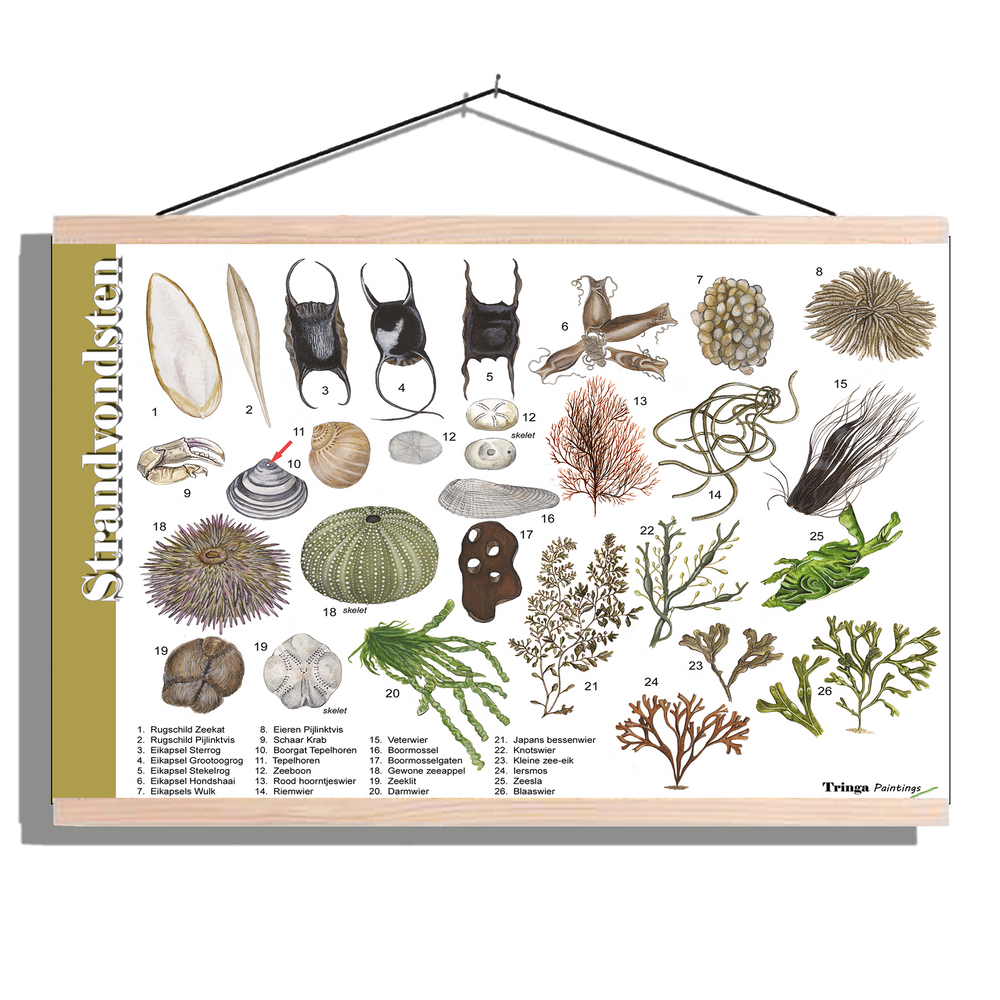 Herkenningsposter "Strandvondsten"