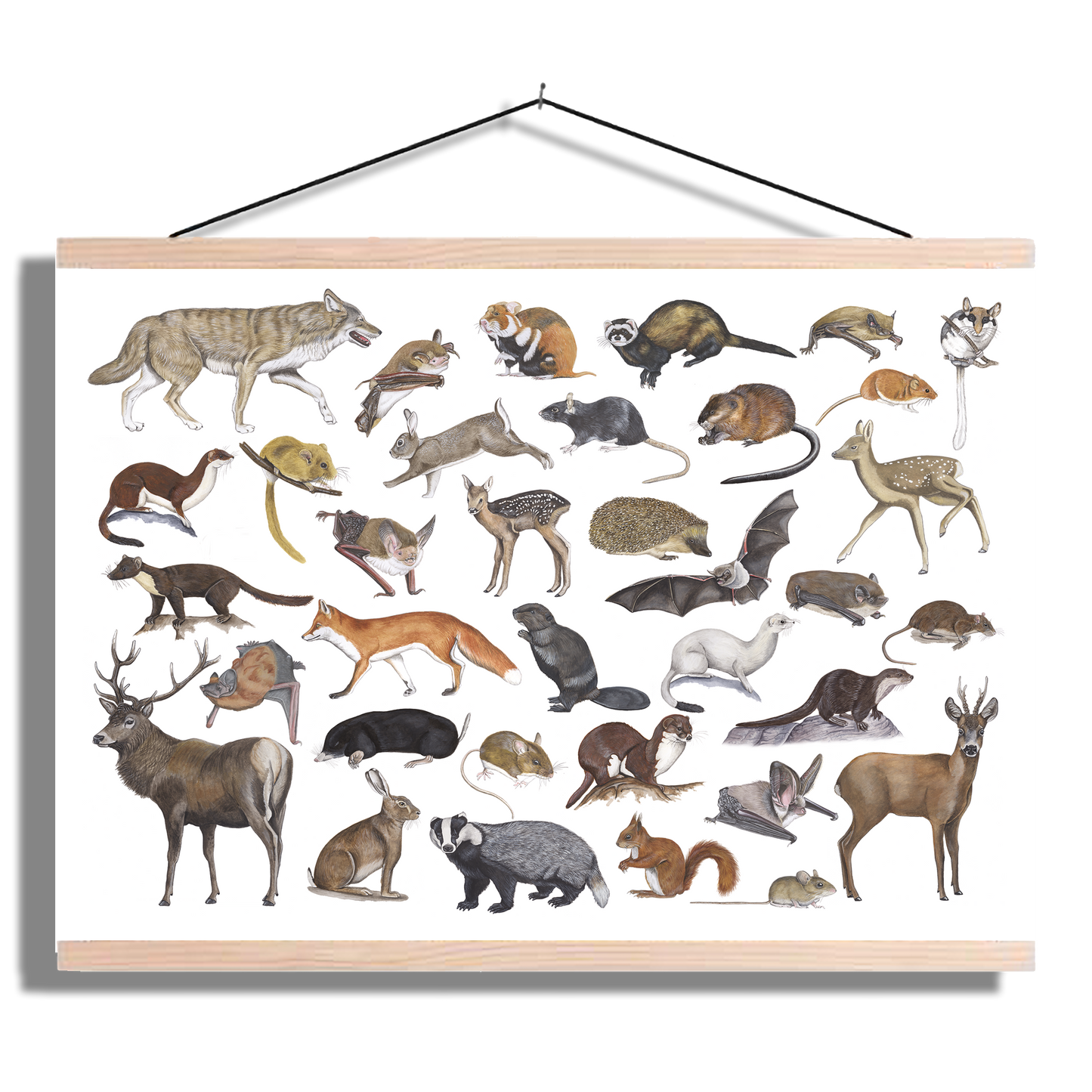 Schoolplaat "Zoogdieren"