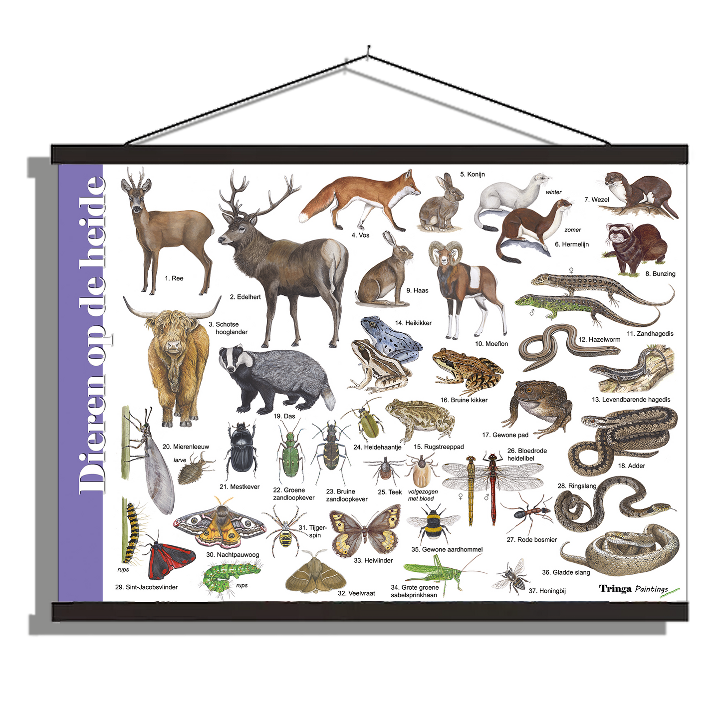Herkenningsposter "Dieren op de heide"