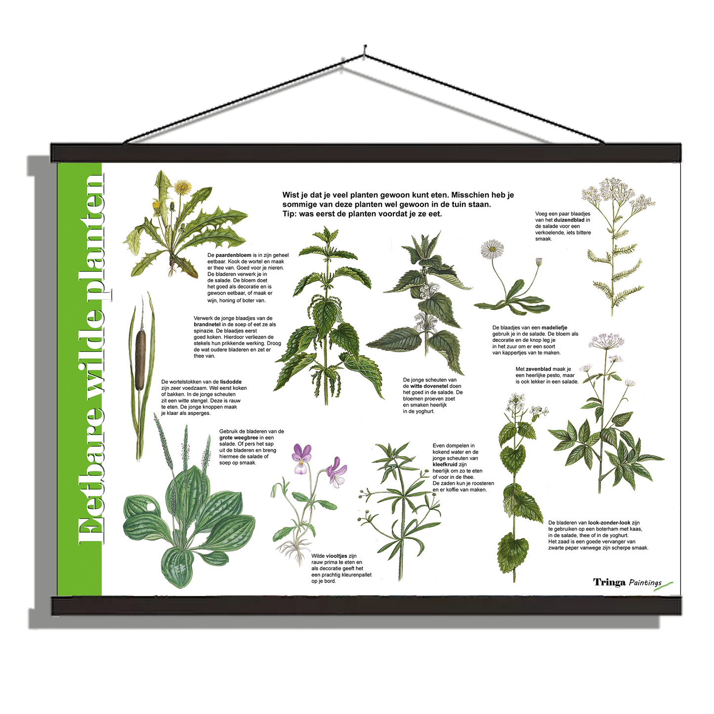 Herkenningsposter "Eetbare wilde planten 1"