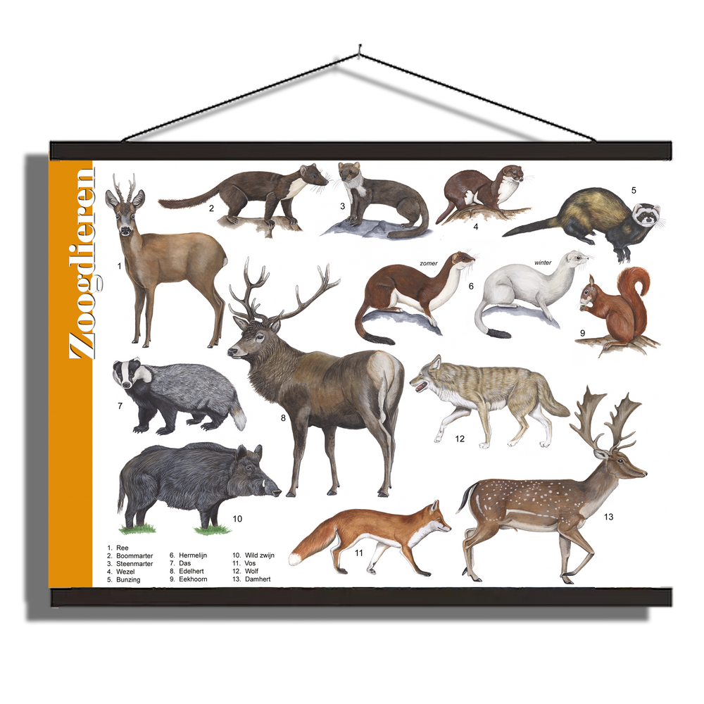 Herkenningsposter "Grote zoogdieren"