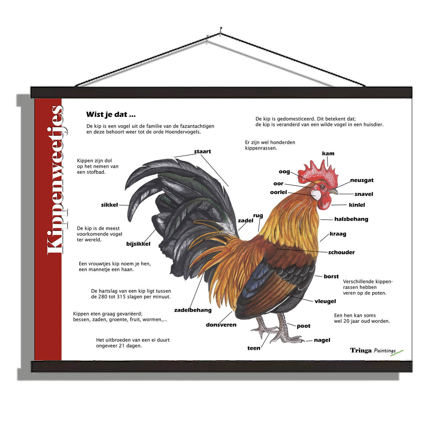 Herkenningsposter "Kippen - Anatomie"