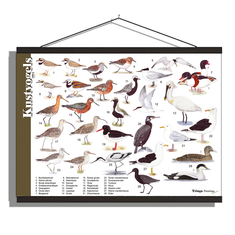 Herkenningsposter "Kustvogels"