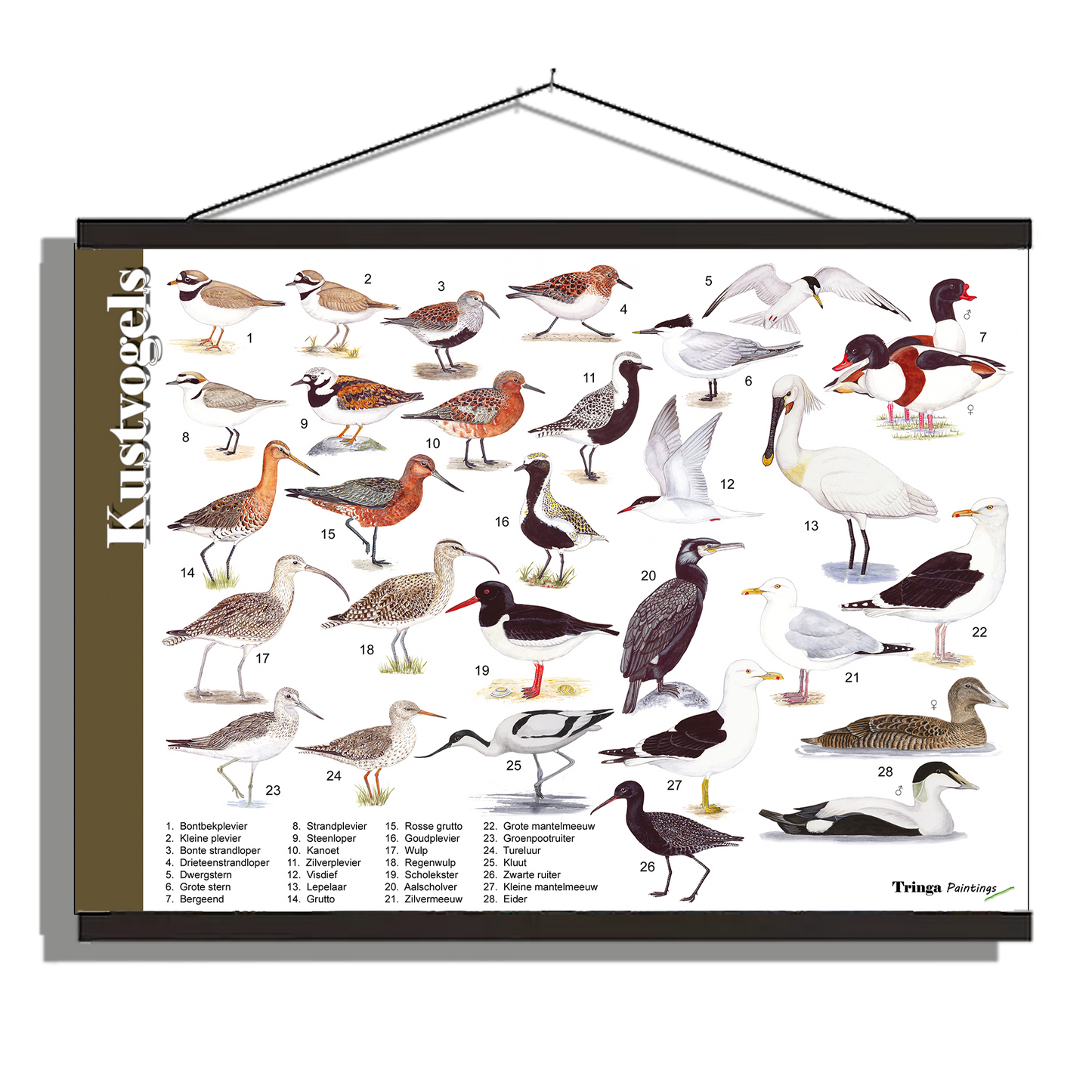 Herkenningsposter "Kustvogels"