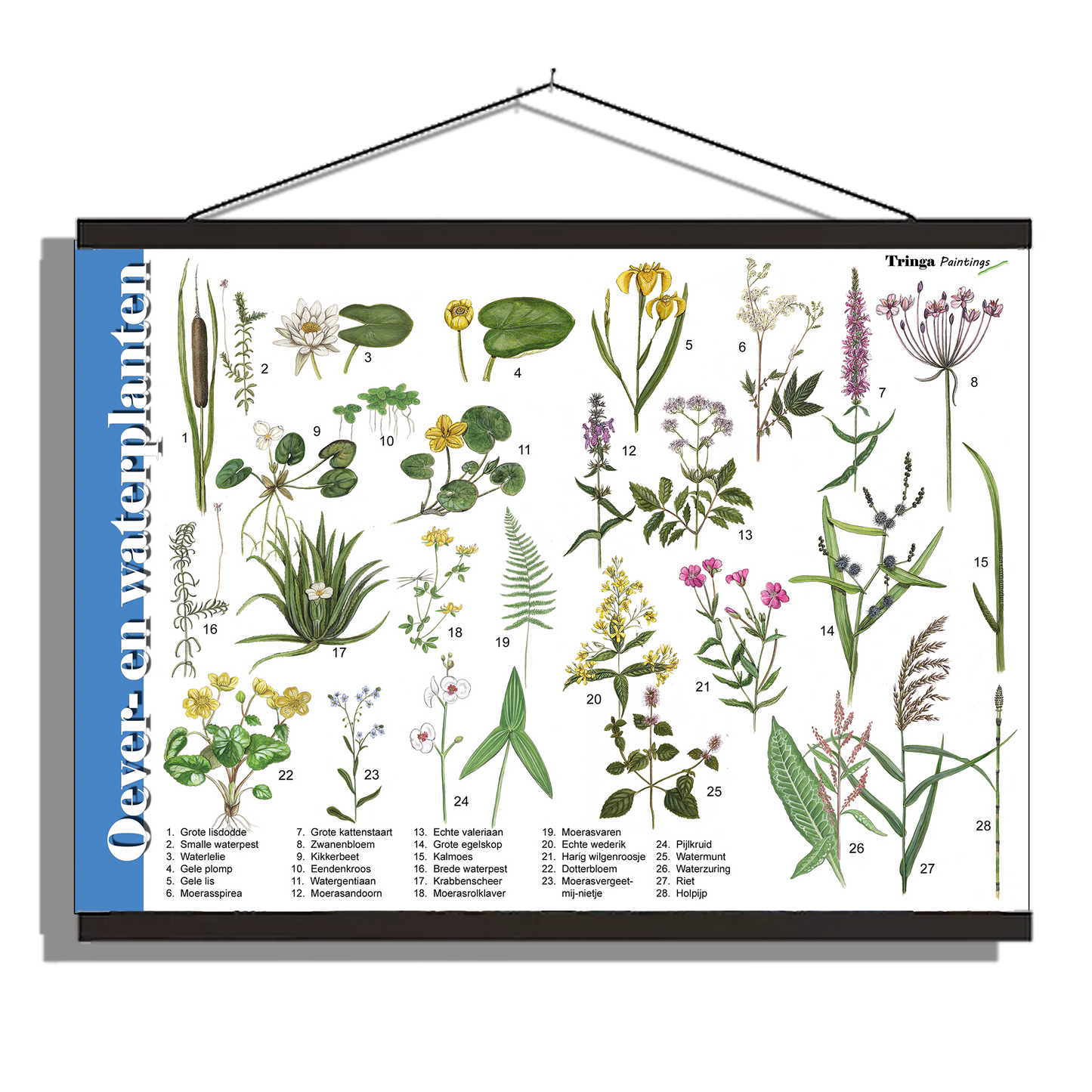 Herkenningsposter "Oever- en Waterplanten"