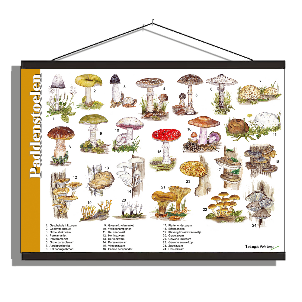 Herkenningsposter "Paddenstoelen"