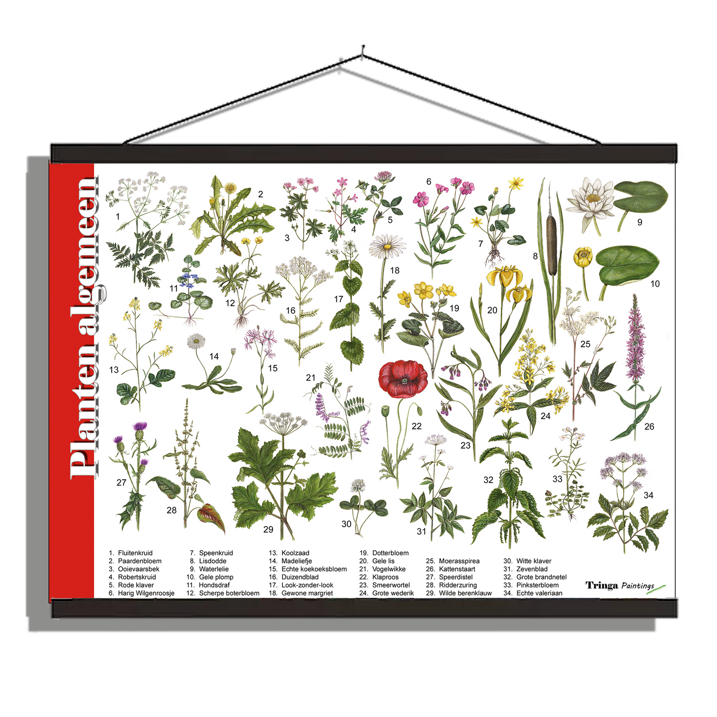 Herkenningsposter "Planten algemeen"