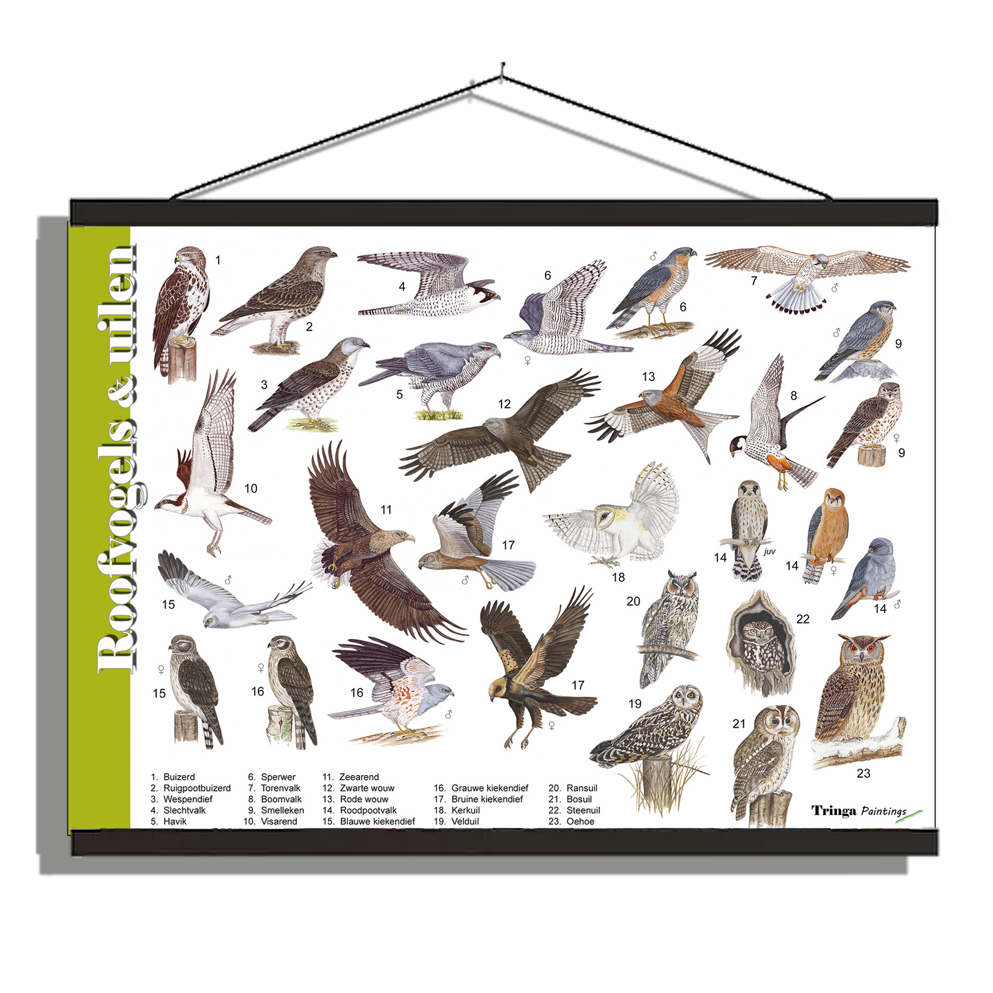 Herkenningsposter "Roofvogels & Uilen"