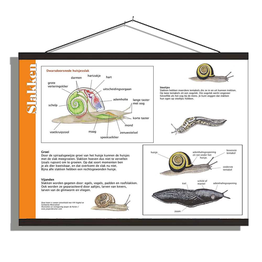 Herkenningsposter "Slakken - Anatomie"