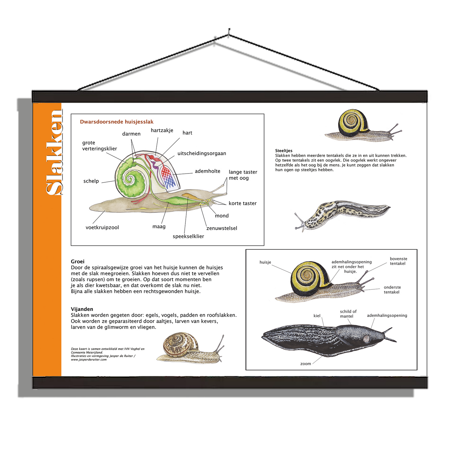 Herkenningsposter "Slakken - Anatomie"