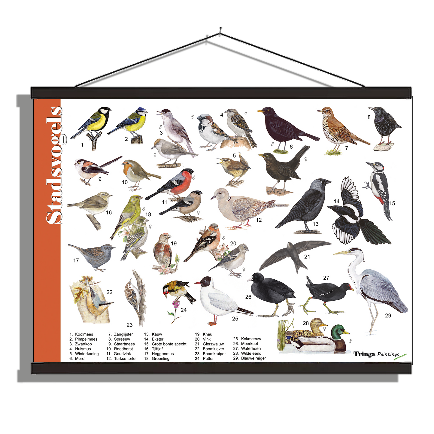 Herkenningsposter "Stadsvogels"