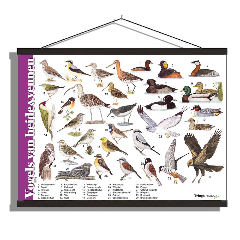 Herkenningsposter "Vogels van heide en vennen"