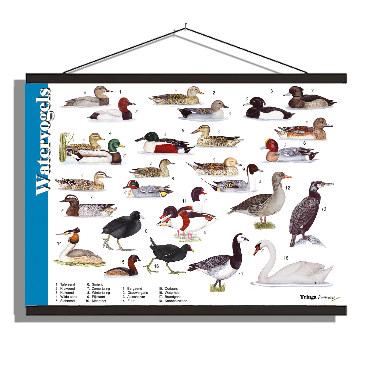Herkenningsposter "Watervogels"