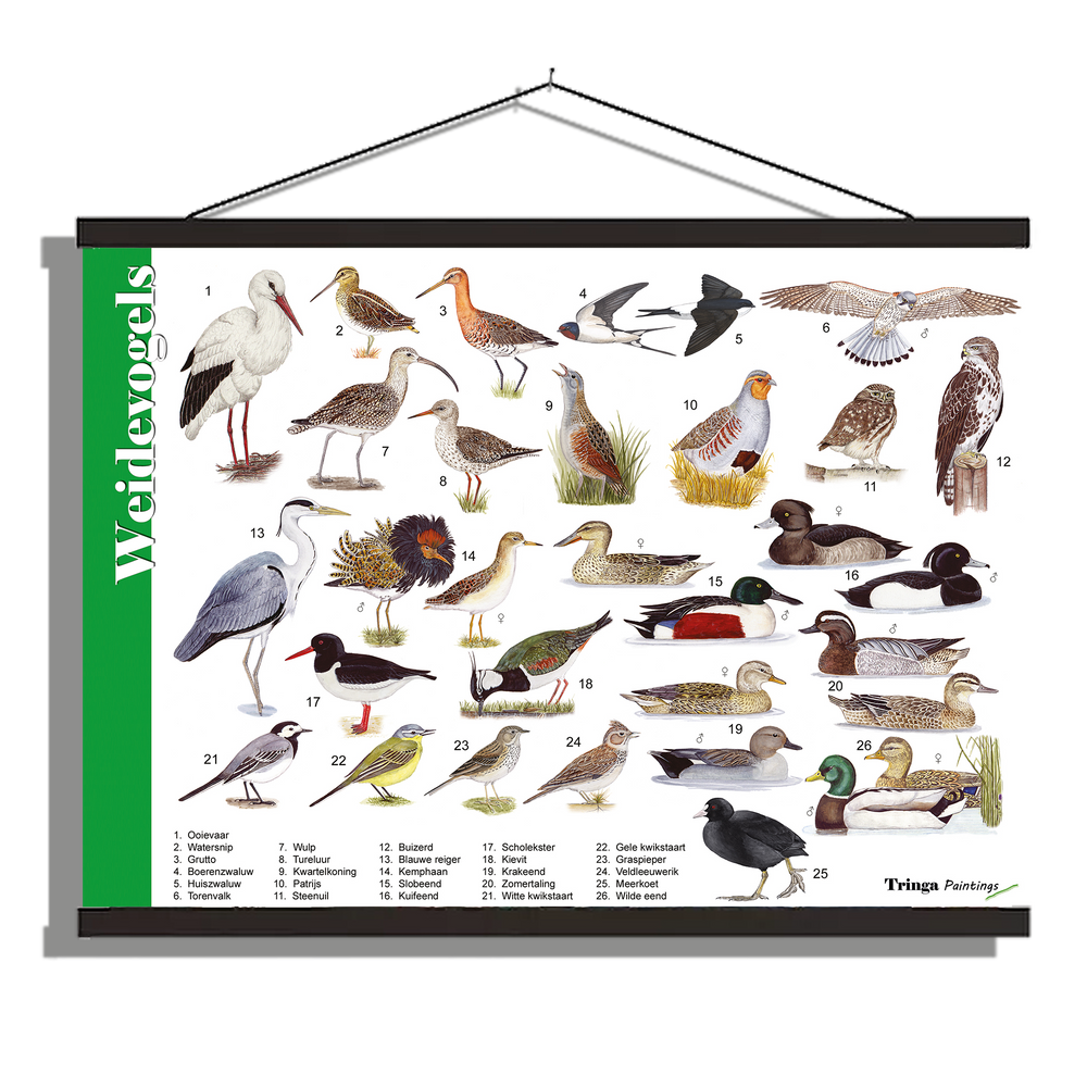 Herkenningsposter "Weidevogels"