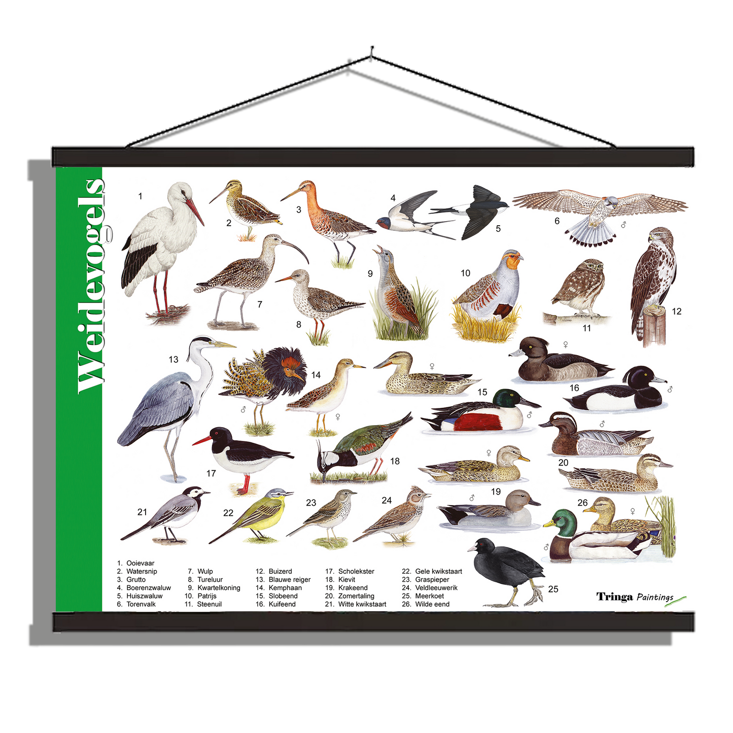 Herkenningsposter "Weidevogels"