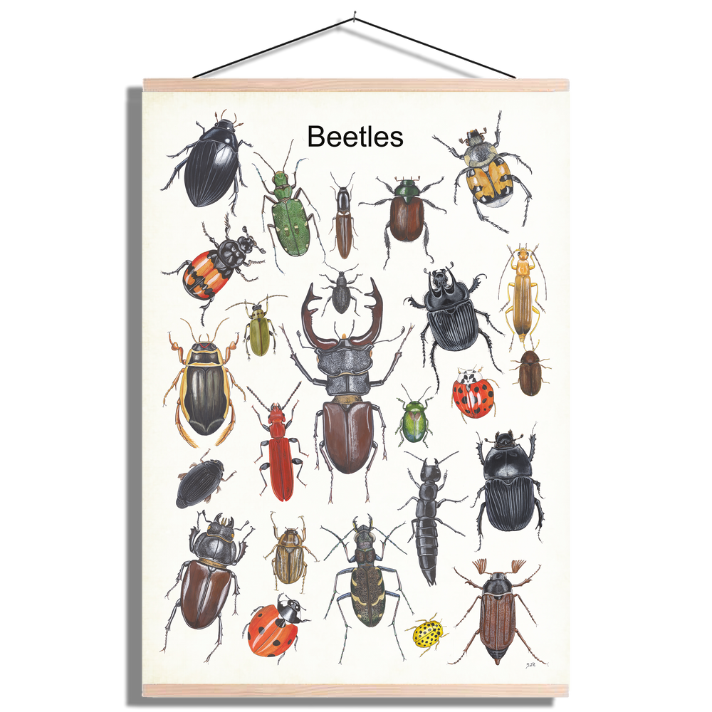 Schoolplaat "Beetles"