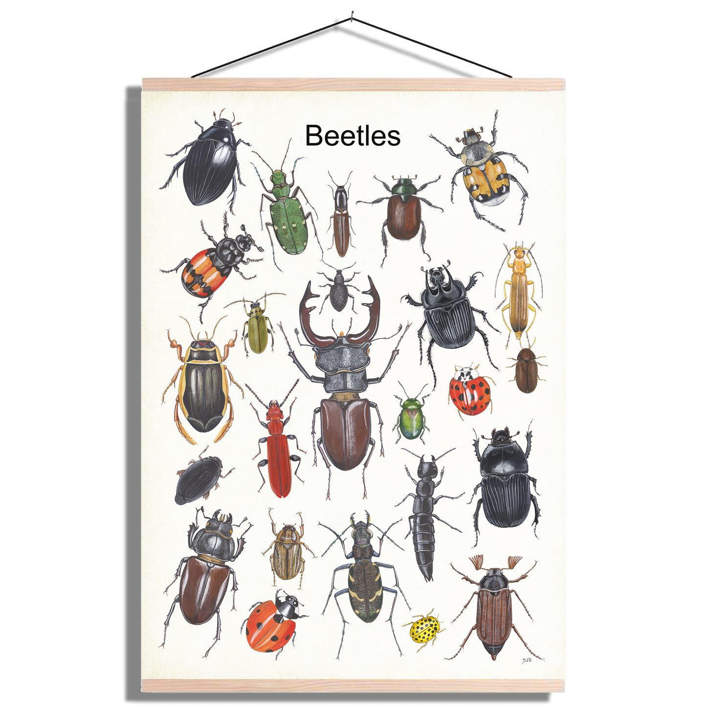 Schoolplaat "Beetles"