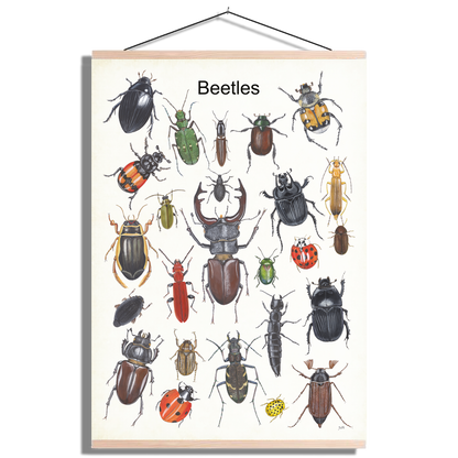 Schoolplaat "Beetles"
