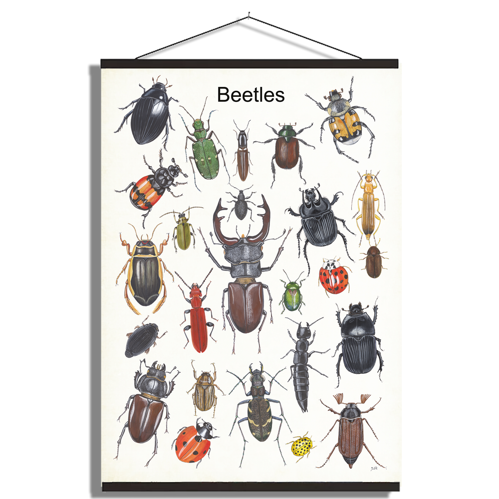 Schoolplaat "Beetles"