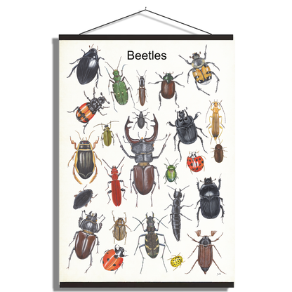 Schoolplaat "Beetles"