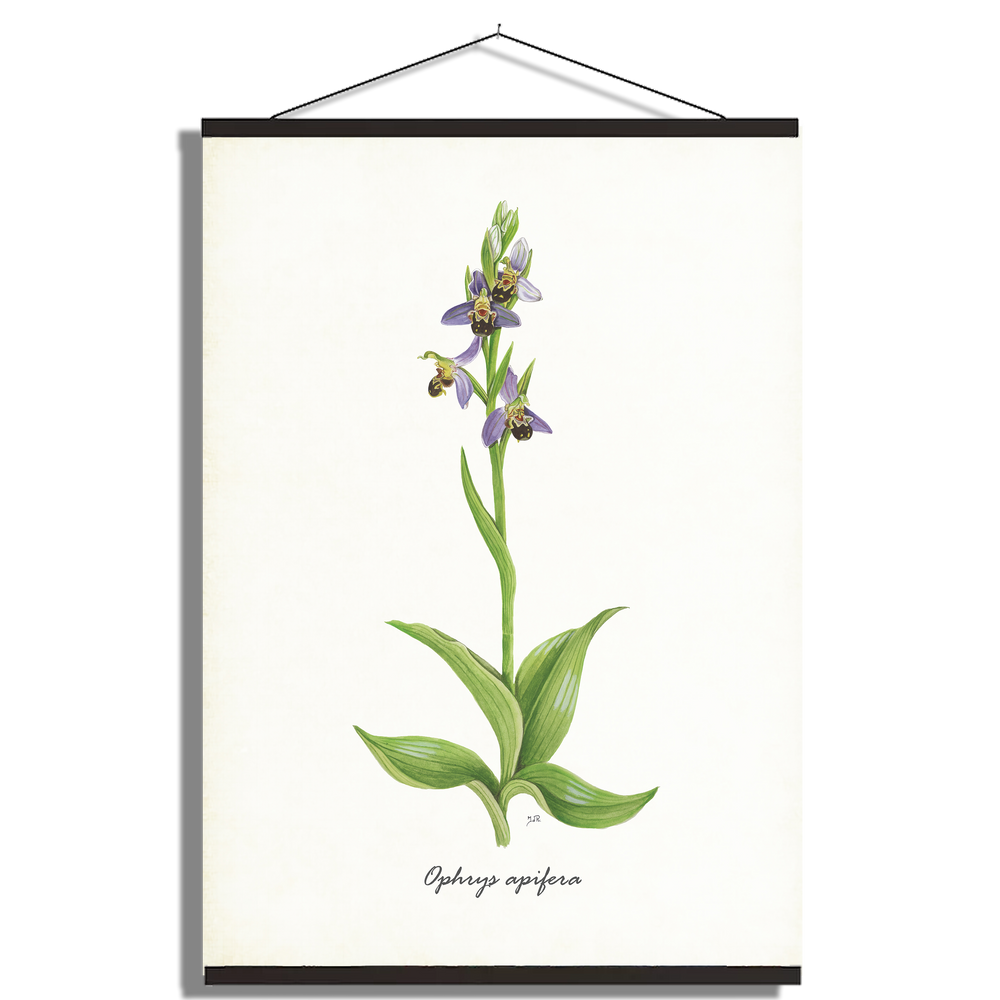 Schoolplaat "Bijenorchis"