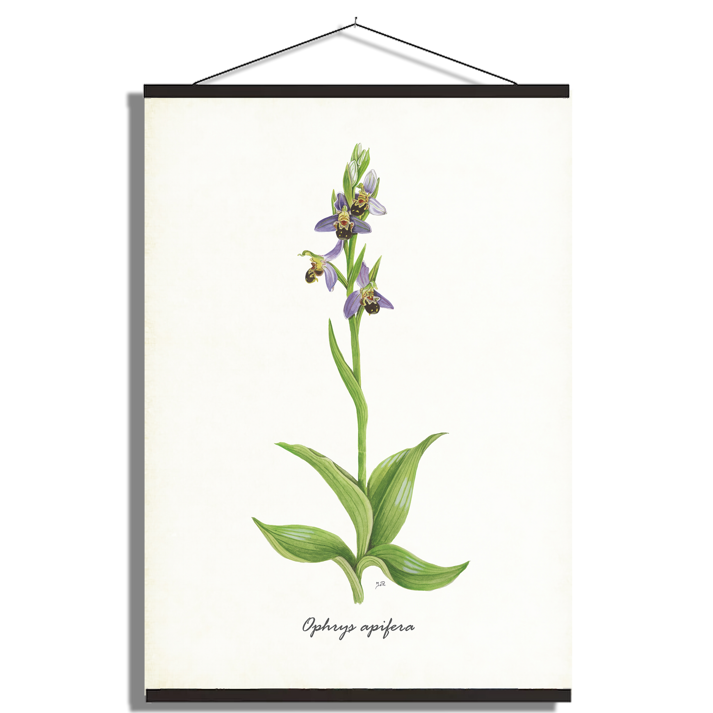 Schoolplaat "Bijenorchis"