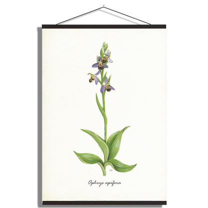 Schoolplaat "Bijenorchis"