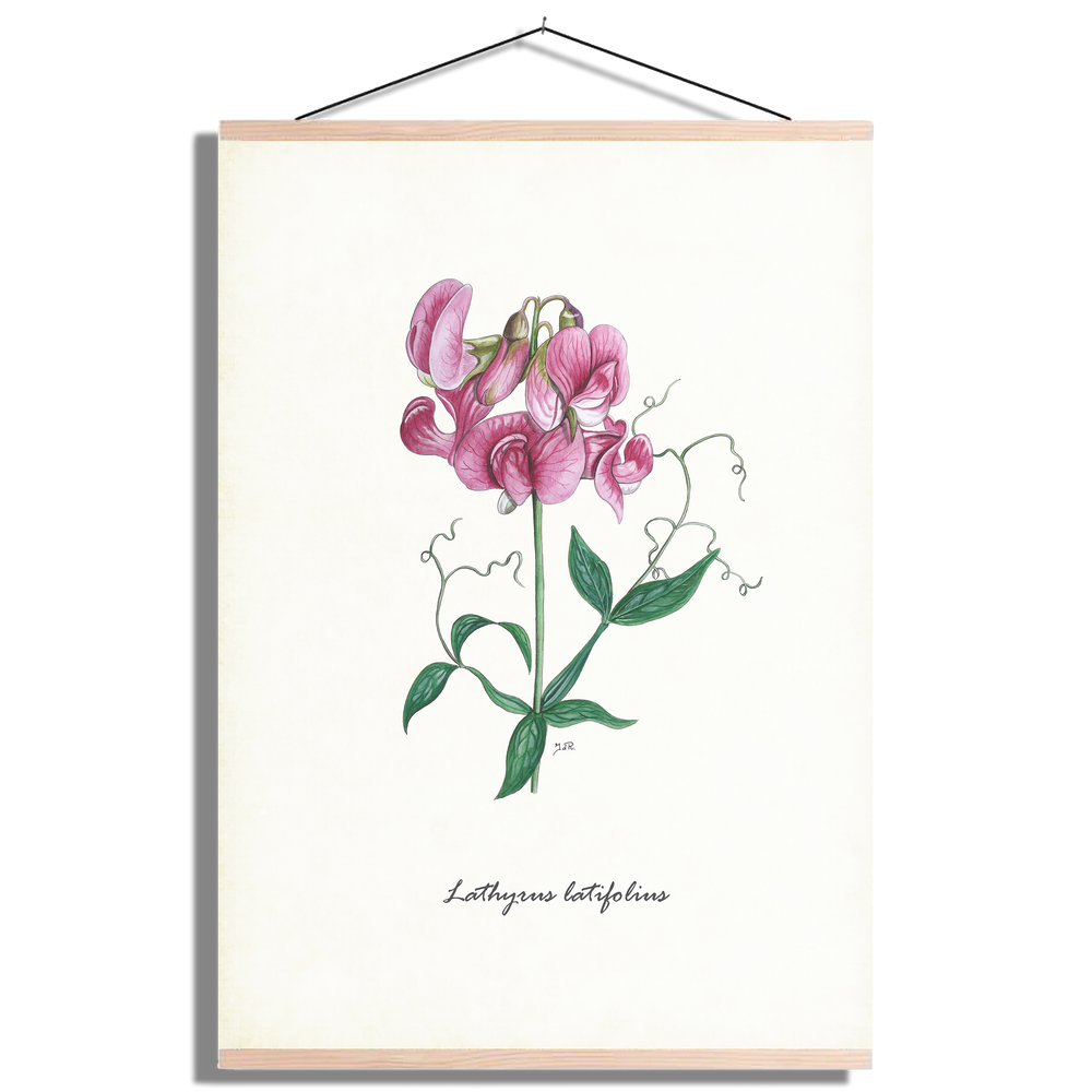 Schoolplaat "Brede lathyrus"
