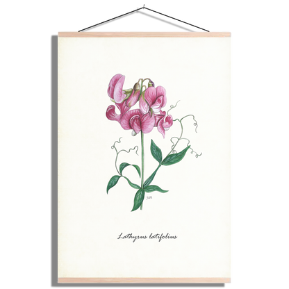 Schoolplaat "Brede lathyrus"