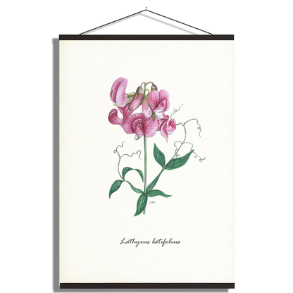 Schoolplaat "Brede lathyrus"