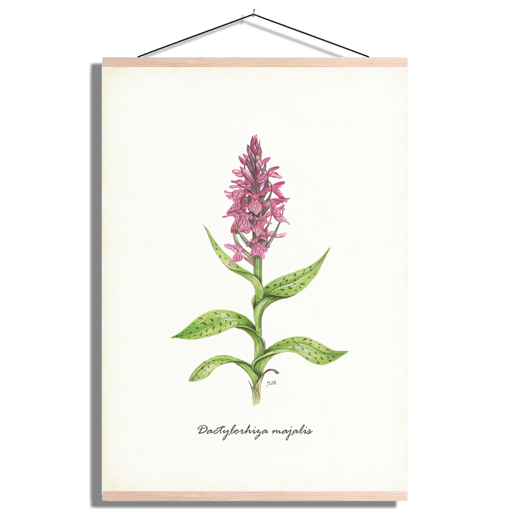 Schoolplaat "Brede orchis"