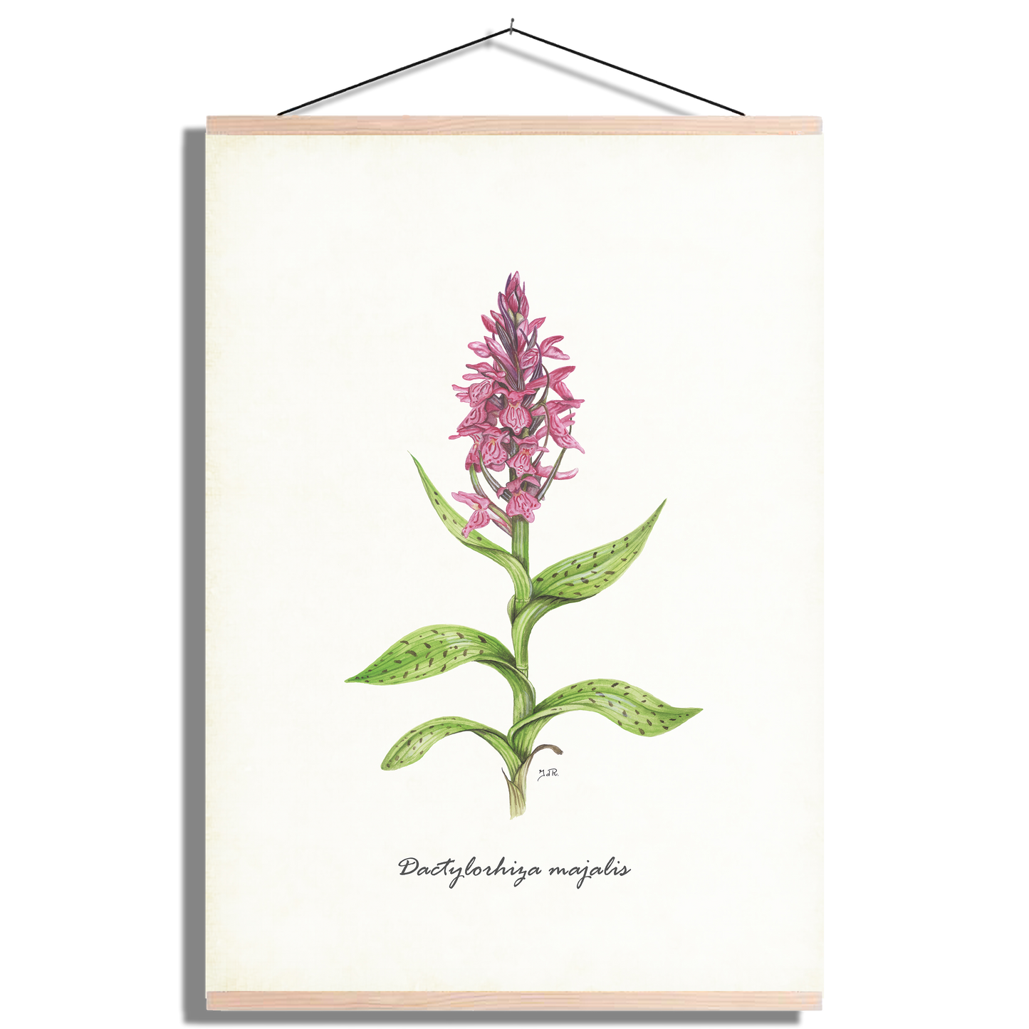Schoolplaat "Brede orchis"