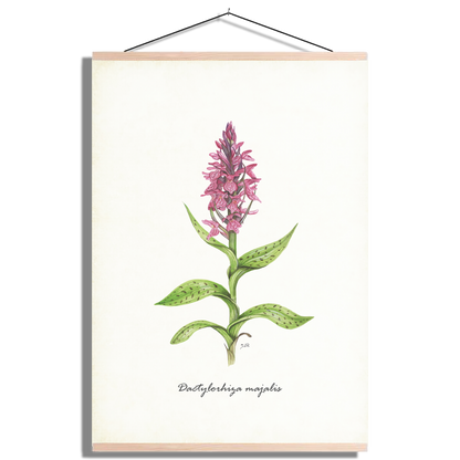 Schoolplaat "Brede orchis"