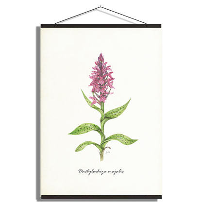Schoolplaat "Brede orchis"