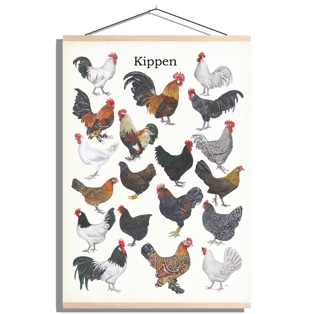 Schoolplaat "Kippen"