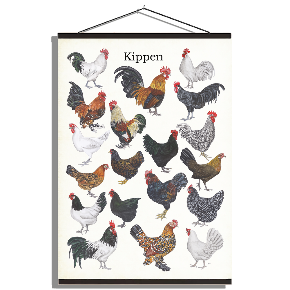 Schoolplaat "Kippen"
