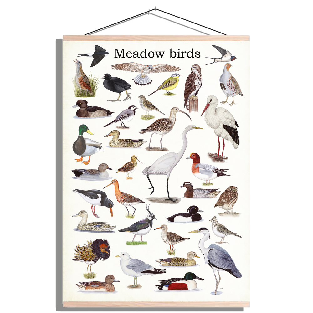 Schoolplaat "Meadow birds"