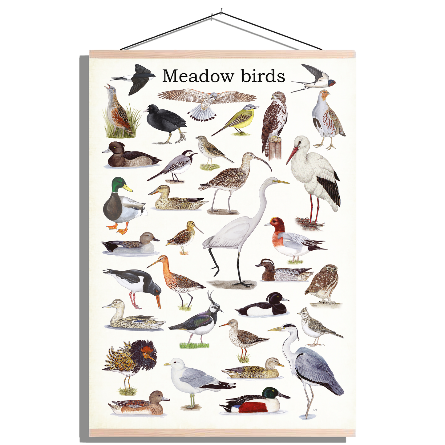 Schoolplaat "Meadow birds"
