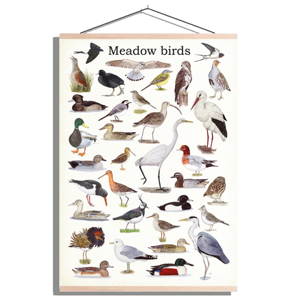 Schoolplaat "Meadow birds"