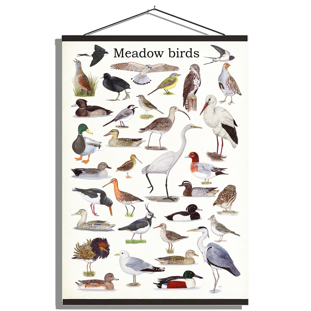 Schoolplaat "Meadow birds"