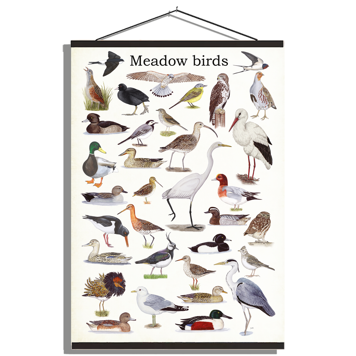 Schoolplaat "Meadow birds"