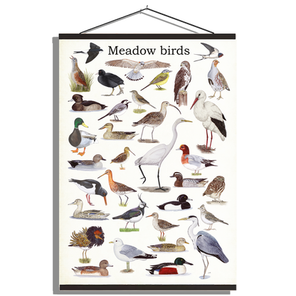 Schoolplaat "Meadow birds"