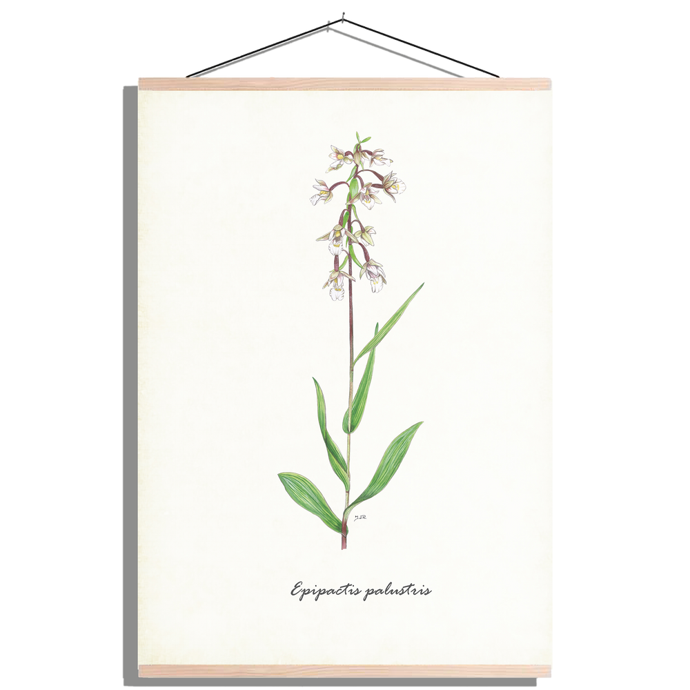 Schoolplaat "Moeraswespenorchis"