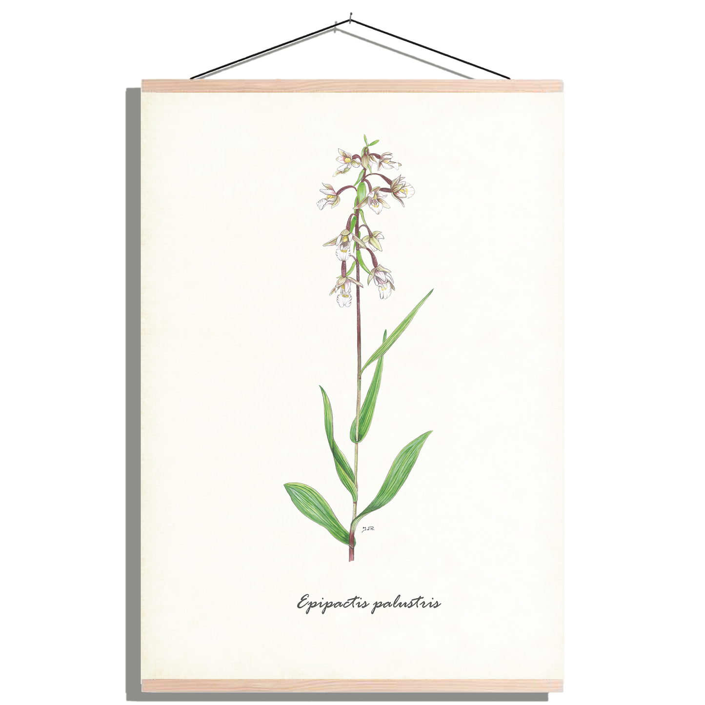 Schoolplaat "Moeraswespenorchis"