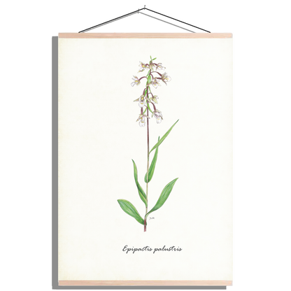 Schoolplaat "Moeraswespenorchis"