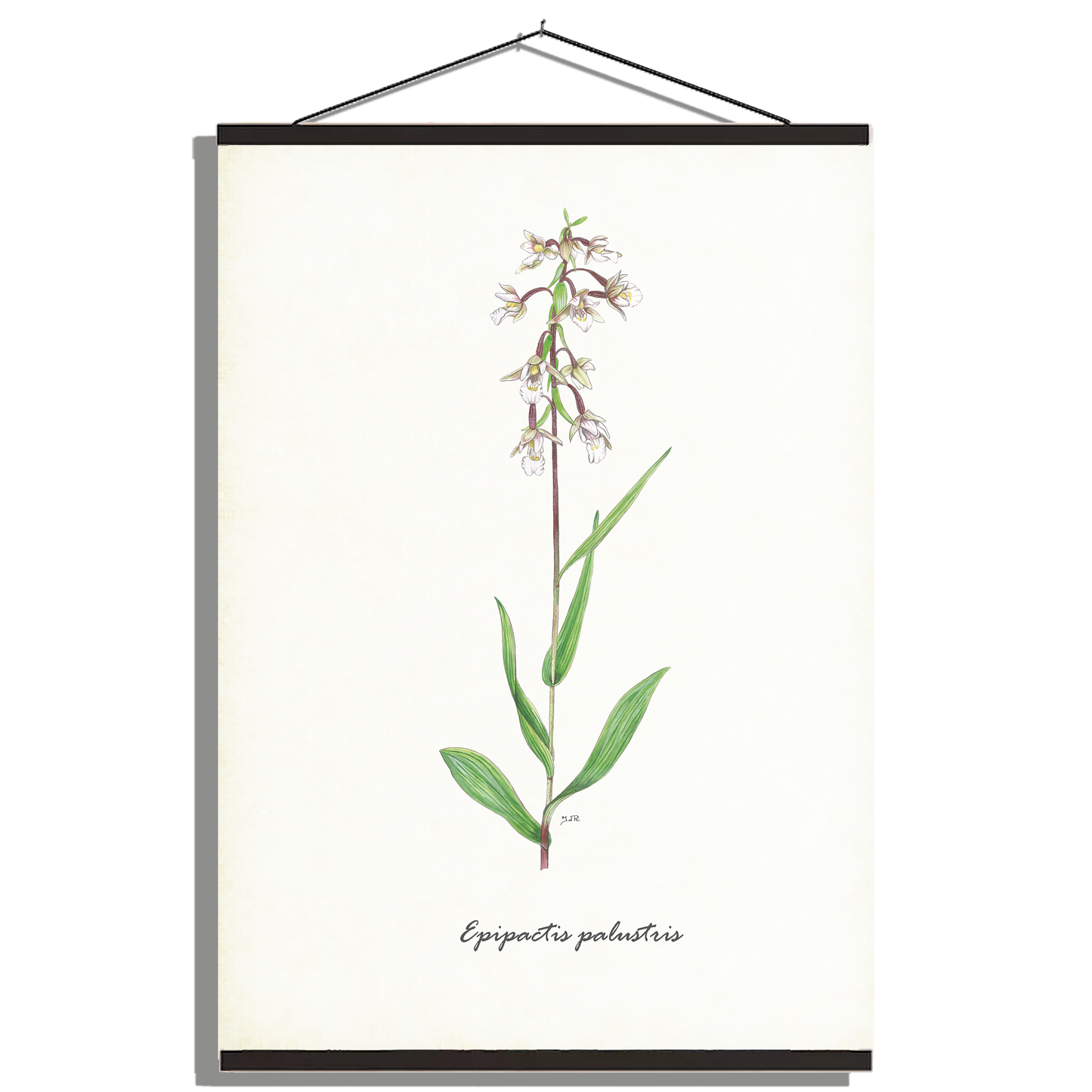 Schoolplaat "Moeraswespenorchis"