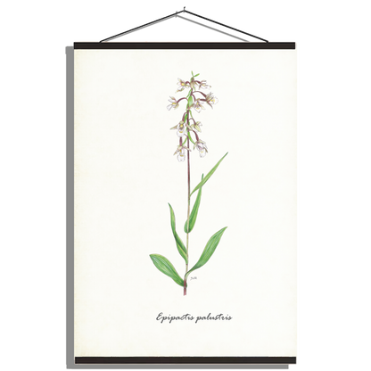 Schoolplaat "Moeraswespenorchis"