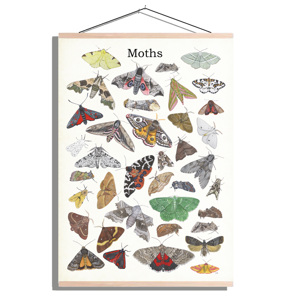 Schoolplaat "Moths"