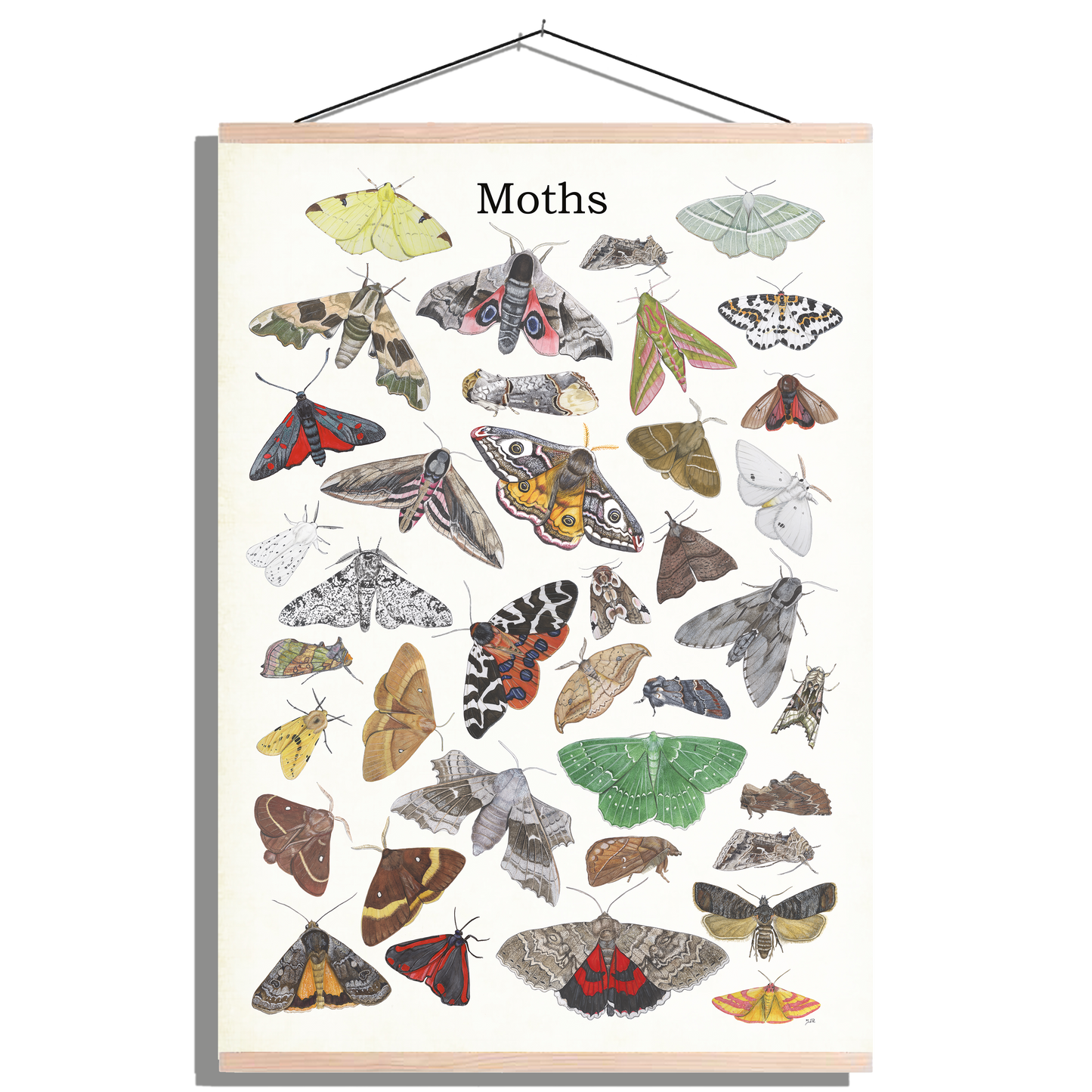 Schoolplaat "Moths"