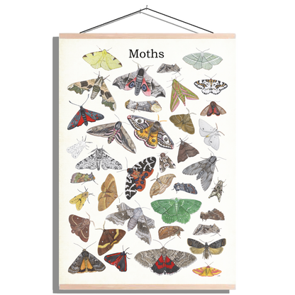 Schoolplaat "Moths"